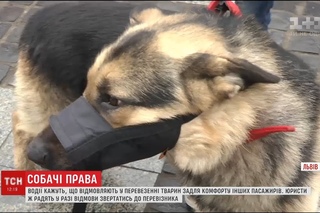 У Львові водії відмовлялися взяти в автобус собаку