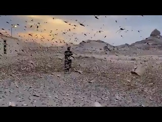 Crazy video ! Billions of locusts cover the sky in Saudi Arabia, Dukhna
