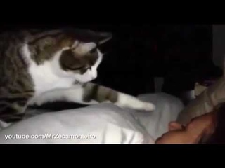 Как будят коты и как будят собаки