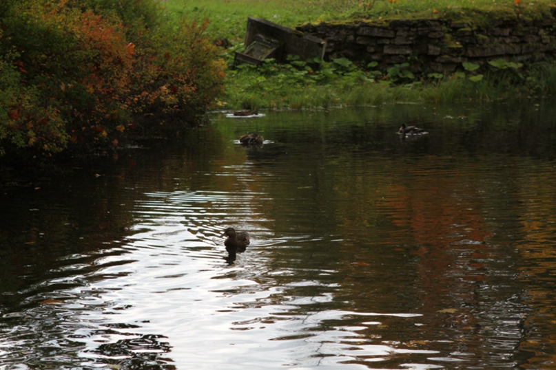 Елена Крылова | Санкт-Петербург