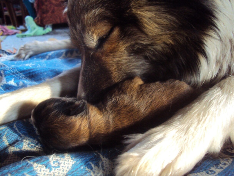 Светлана Козлова | Сыктывкар