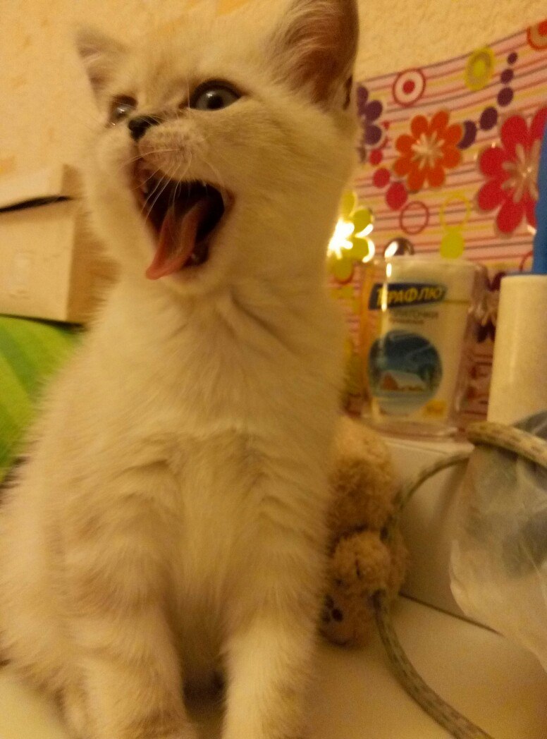 Евгения Пищулина | Санкт-Петербург