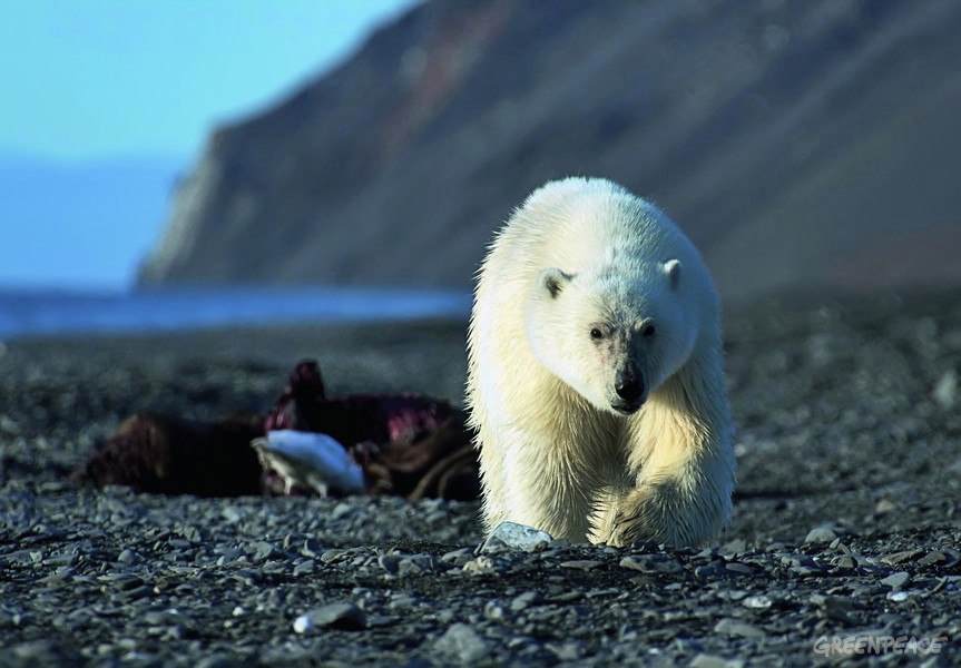 Все об острове врангеля Все об острове врангеля