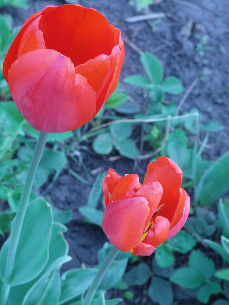 Татьяна Богдан | Воронеж