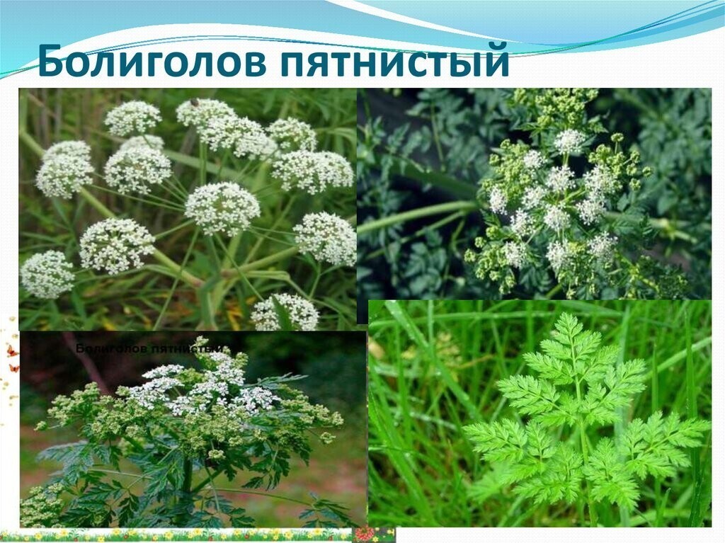 Ядовитые растения. Болиголов пятнистый - YouTube