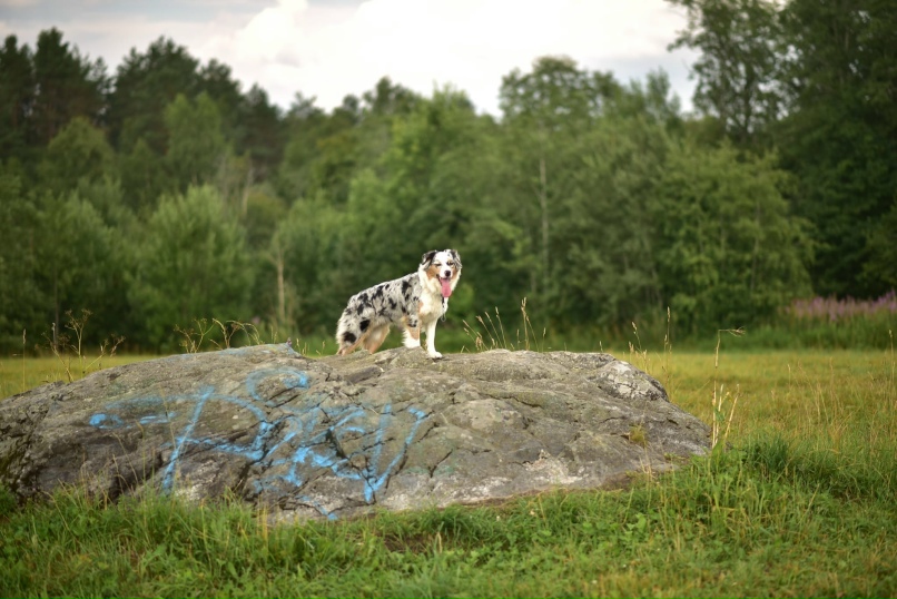 Женечка Андерсон SKAZKA | Санкт-Петербург