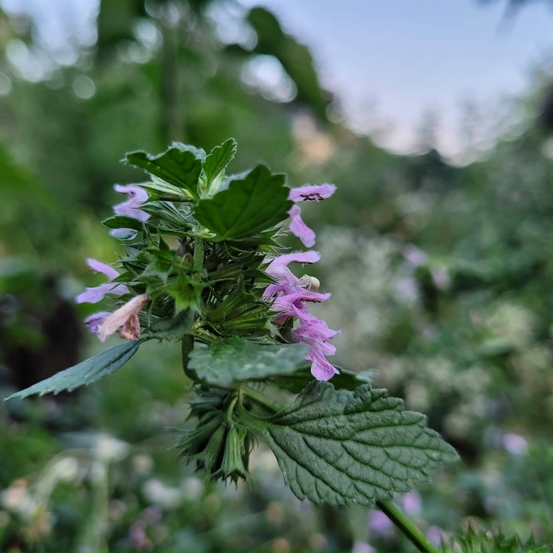 Елена Горбачева | Курск