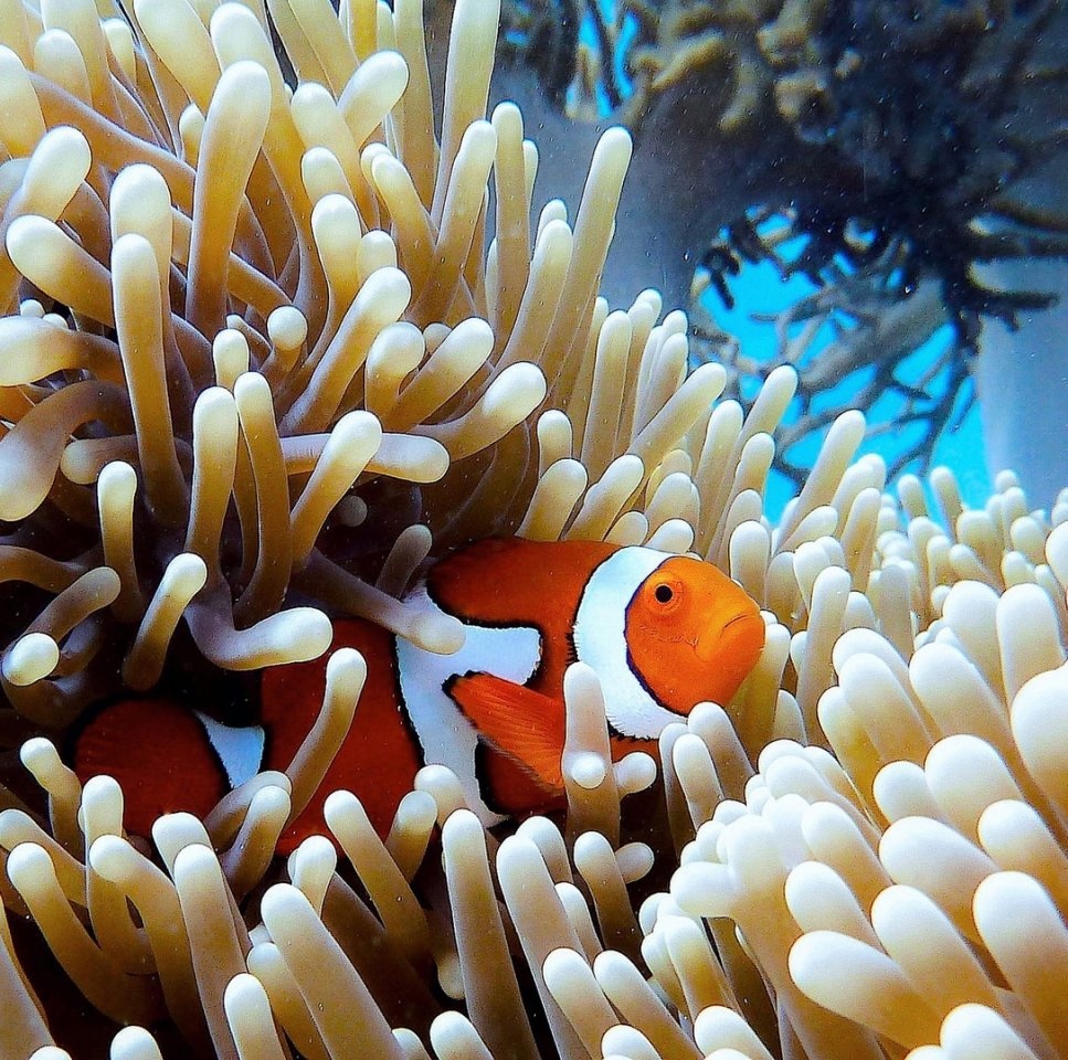 Большой Барьерный риф, Австралия