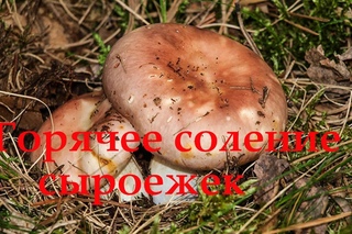 Горячее соление сыроежек. Подробный рассказ.