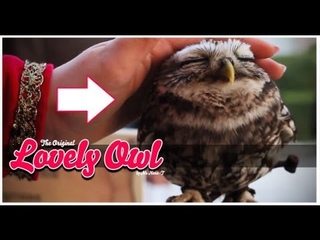 Lovely Owl