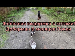 Доберман с котами, железная выдержка