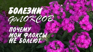 Болезни флоксов. Как предупредить и чем лечить