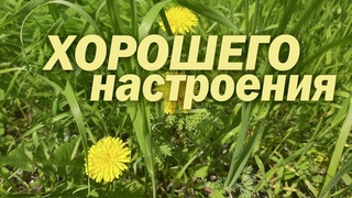 Камышеватская весна // Релакс // Футаж // Природа