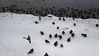 Утки плавают и ходят