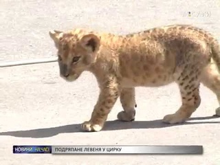 Подряпане левеня в цирку