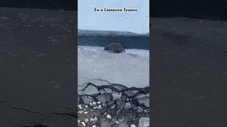 Ёж в Северном Тушино #shorts #orden #livevideo
