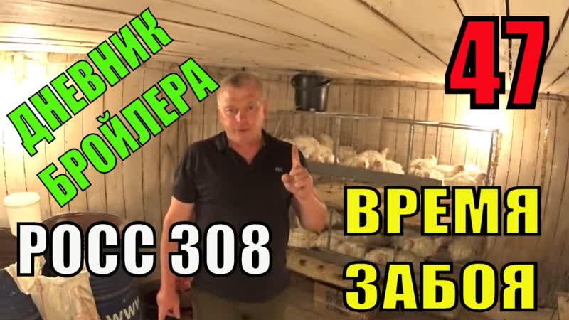 Выращивание Бройлера РОСС 308 возраст 47 ДНЕЙ Время забоя в