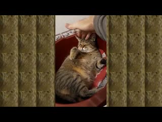 Барсик из Подмосковья. Кот в тазике играет с рукой хозяина.