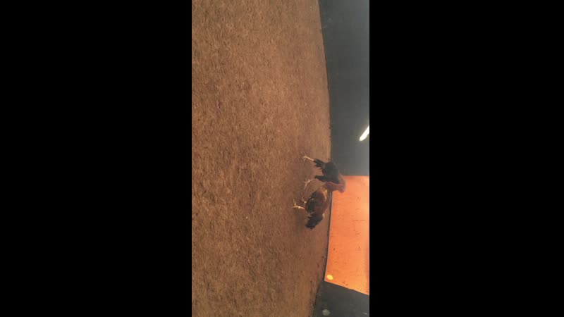 Видео от Tata