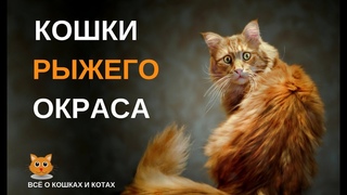КОШКИ РЫЖЕГО ОКРАСА