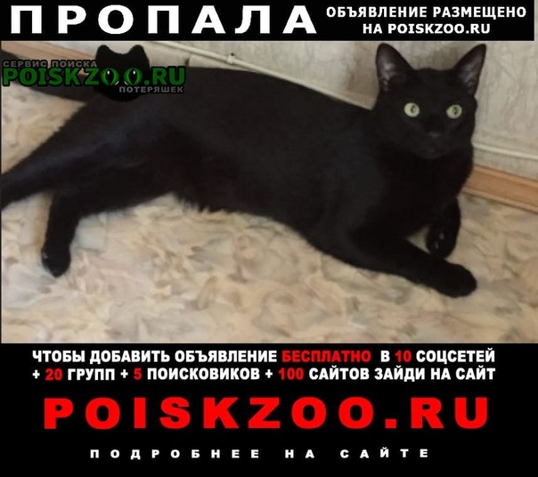 Потерялся черный кот в лигово спб. Черный кот Вася.