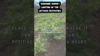 Leafy Bliss: A Beginner's Guide to Growing and Enjoying Organic Lettuce  #lettuce #shorts #viral