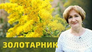 Золотарник канадский – дробим камни!