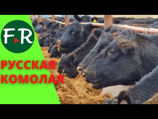 Русская комолая порода мясного скота. Зимнее стойловое содержание. Кормоцех предприятия ВолгоДонАгро