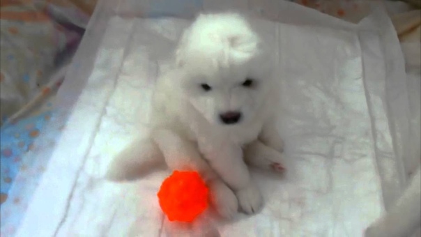 Alkhabor Almira E litter, 3 weeks