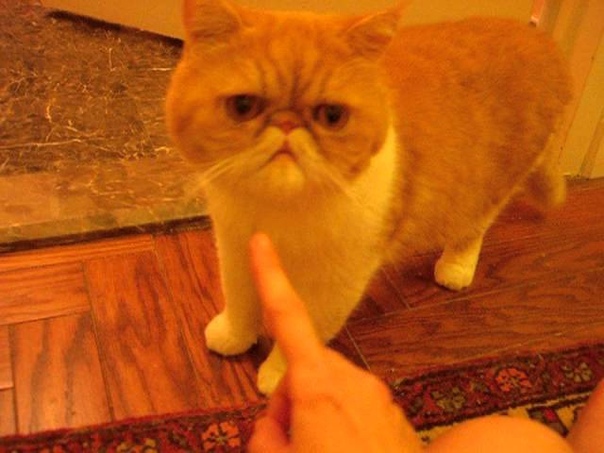Chester gets a face rub (and sneezes a lot). Cameo by Garfield. Exotic Shorthair, Flat Faced