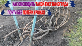 Старый/ЗАПУЩЕННЫЙ куст винограда. Как ОМОЛОДИТЬ и ПЕРЕФОРМИРОВАТЬ. Начни УЖЕ СЕЙЧАС. Катавлак.