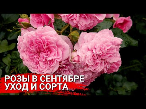 Розы в сентябре уход и