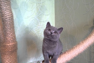 Британский котенок Violetta