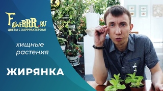 Жирянка. Хищные растения. Сергей Куницын