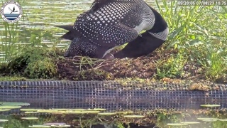 Chirps from Inside the Loon Eggs