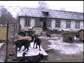 Сюжет из программы Репортёр “Собачья жизнь“